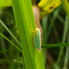 Cicadella viridis