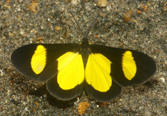 Cyllopoda jatropharia