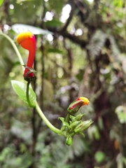 Centropogon granulosus