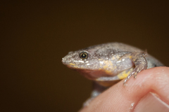 Elachistocleis cesarii