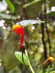 Centropogon granulosus