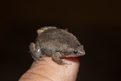 Elachistocleis cesarii