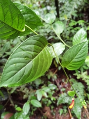 Centropogon granulosus