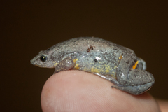 Elachistocleis cesarii