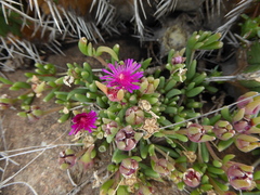 Delosperma saturatum