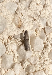Cadra figulilella