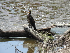 Phalacrocorax carbo