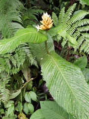 Goeppertia marantifolia