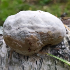 Polyporaceae