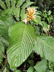Goeppertia marantifolia