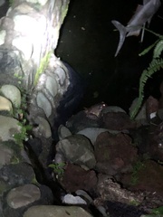 Leptodactylus savagei