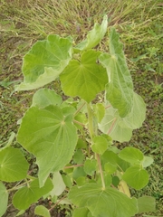 Abutilon theophrasti