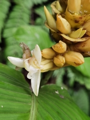 Goeppertia marantifolia