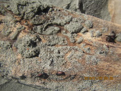 Mesites pallidipennis