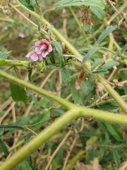 Hermannia glanduligera