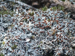 Bryoplaca sinapisperma