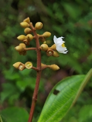 Miconia conorufescens