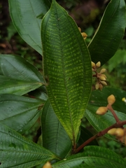 Miconia conorufescens