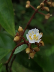 Miconia conorufescens