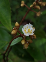 Miconia conorufescens
