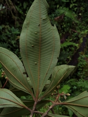 Miconia conorufescens
