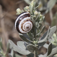 Xeropicta