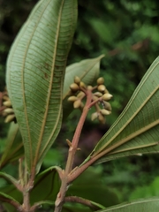 Miconia conorufescens