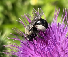 Melissodes desponsus