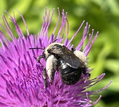 Melissodes desponsus