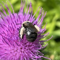 Melissodes desponsus