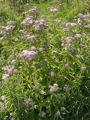 Eupatorium cannabinum