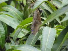 Morpho menelaus coeruleus