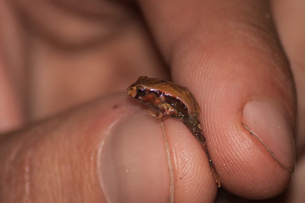 Gaige's Rapids Frog
