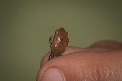 Paratelmatobius gaigeae