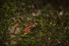 Paratelmatobius gaigeae