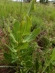 Asclepiadinae