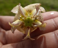 Asclepiadinae