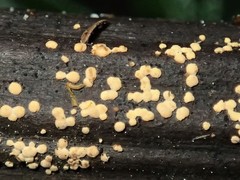 Lachnum pteridophyllum