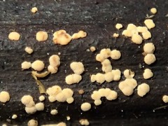 Lachnum pteridophyllum