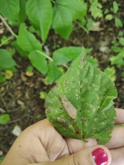 Phyllonorycter issikii