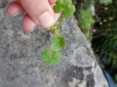 Ranunculus omiophyllus