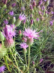 Ptilostemon chamaepeuce