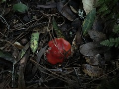 Hygrocybe splendidissima