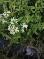 Galium broterianum
