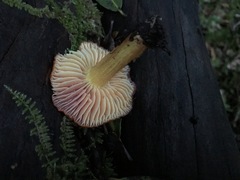 Hygrocybe splendidissima