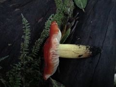 Hygrocybe splendidissima