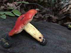 Hygrocybe splendidissima