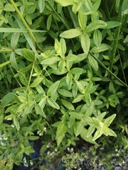 Galium broterianum