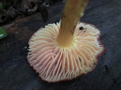 Hygrocybe splendidissima