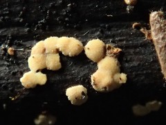 Lachnum pteridophyllum